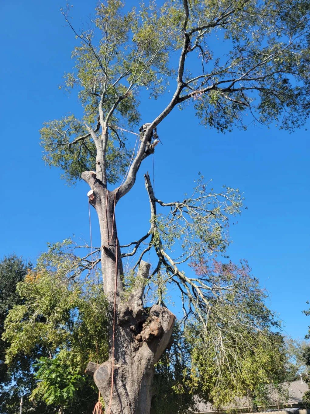 Granding,general tree,stump grinding ,wood fencing in Dickinson TX